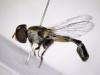Syritta pipiens